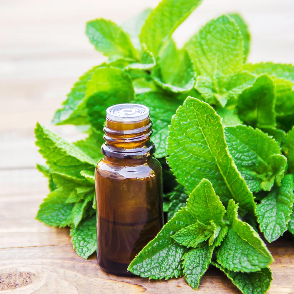 PEPPERMINT 100% Pure Essential Oil